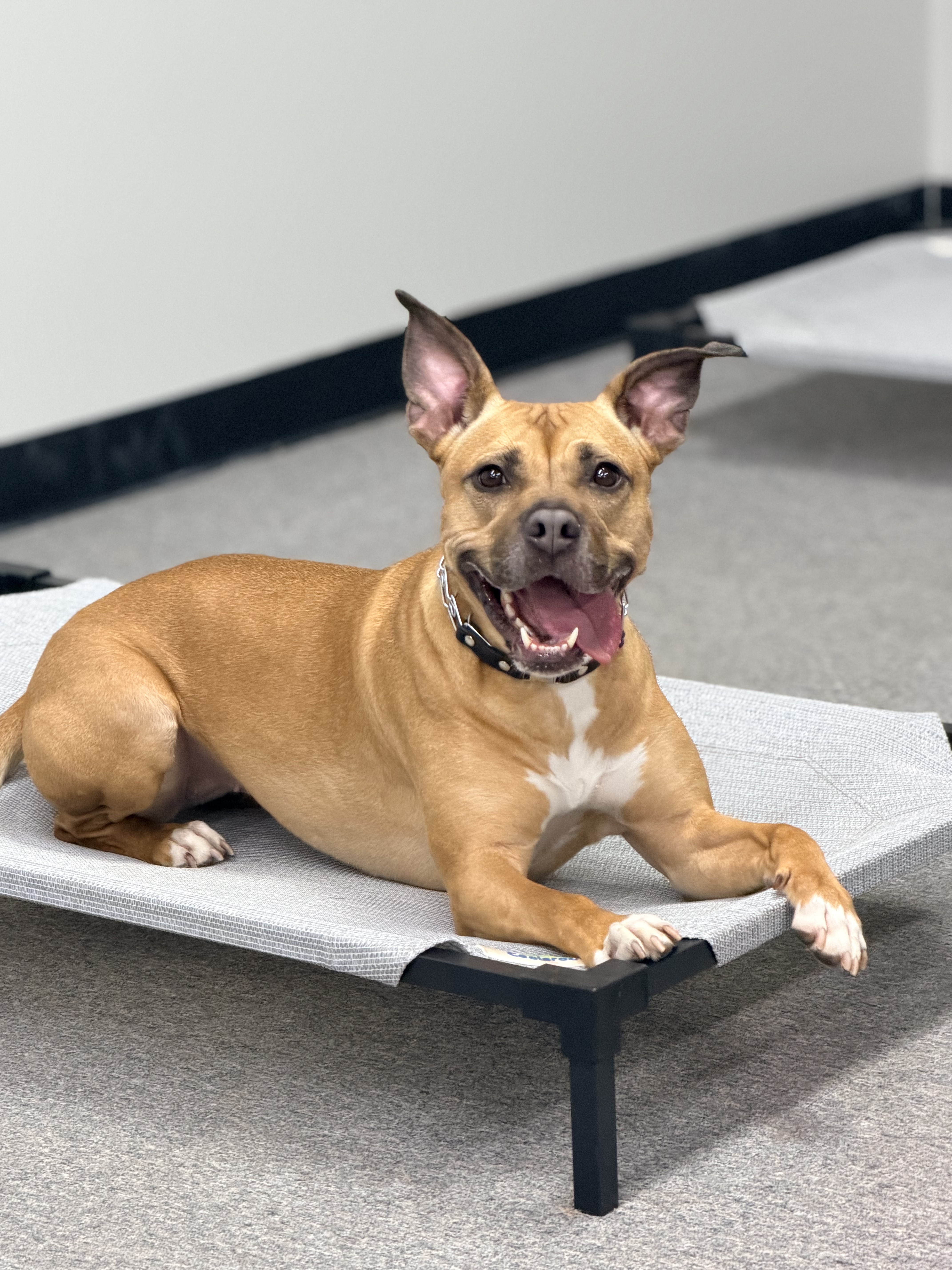 Dog training basic obedience