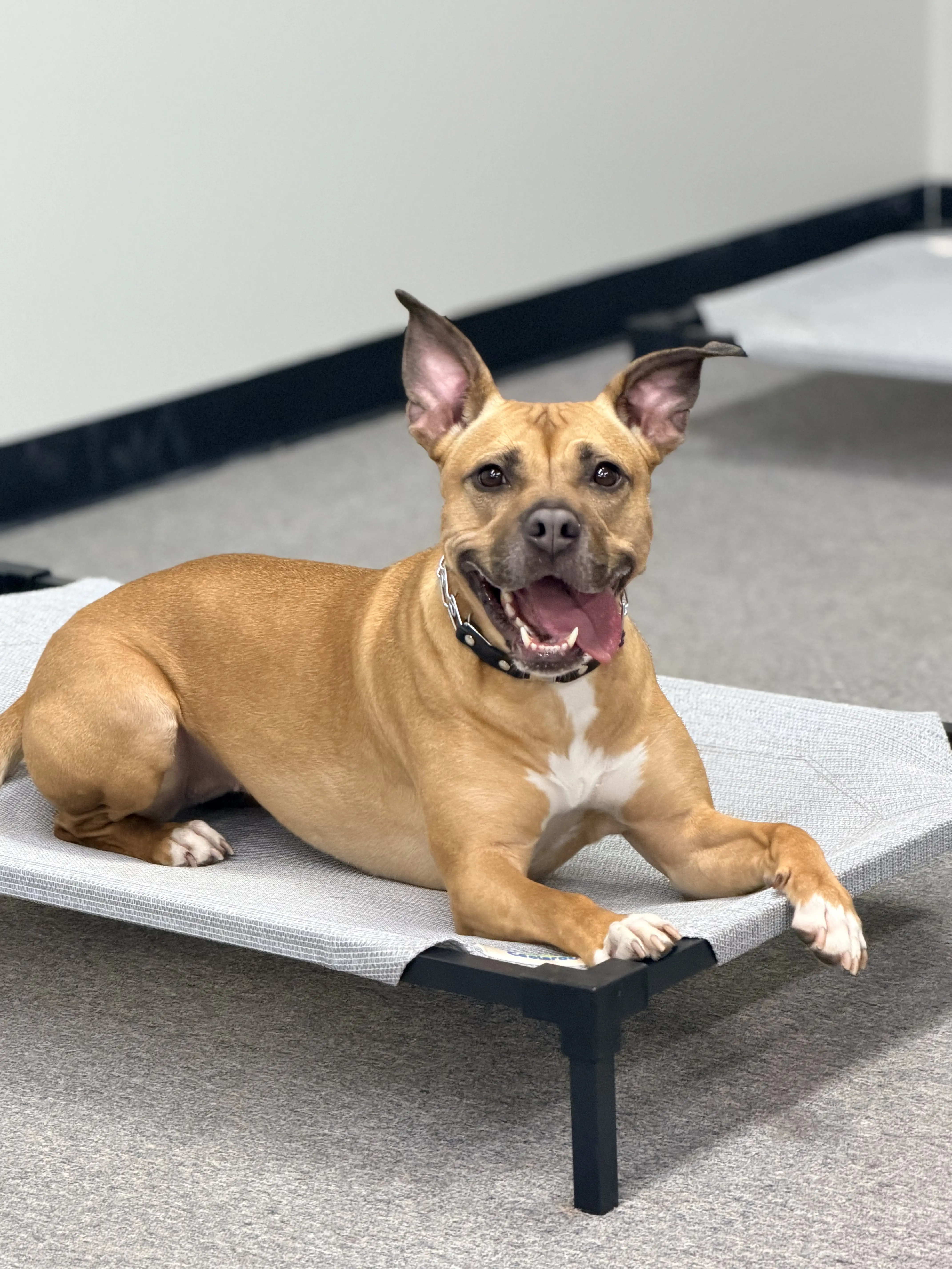 Dog training basic obedience