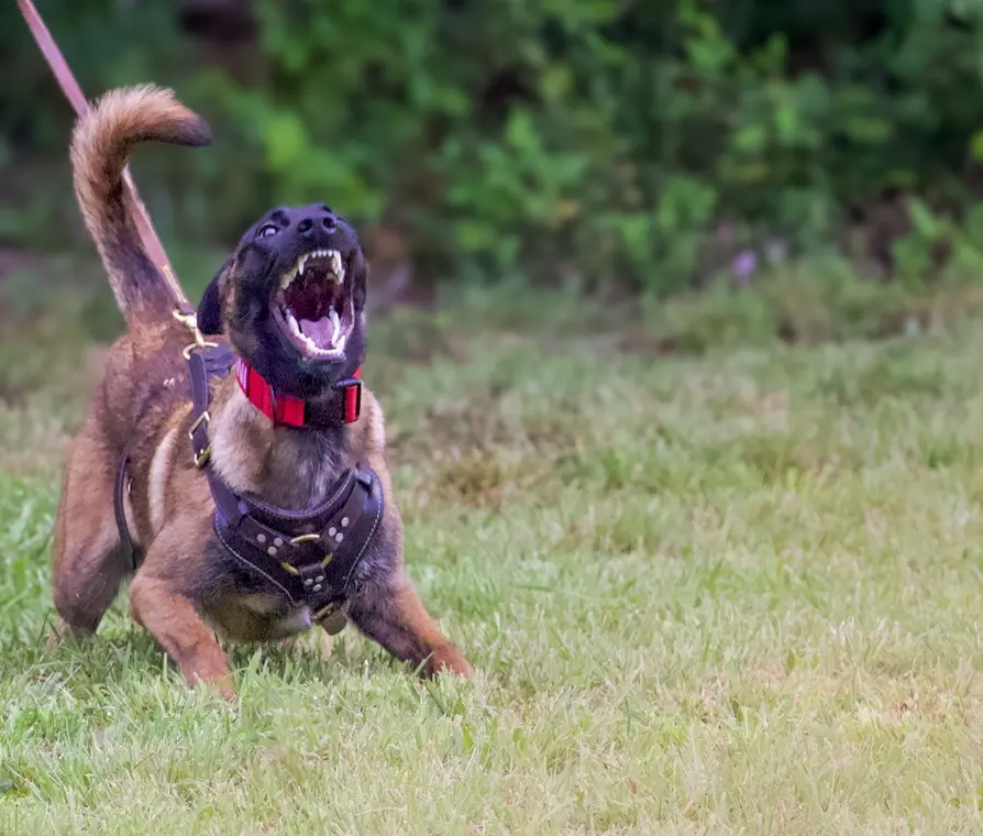 Advanced Training