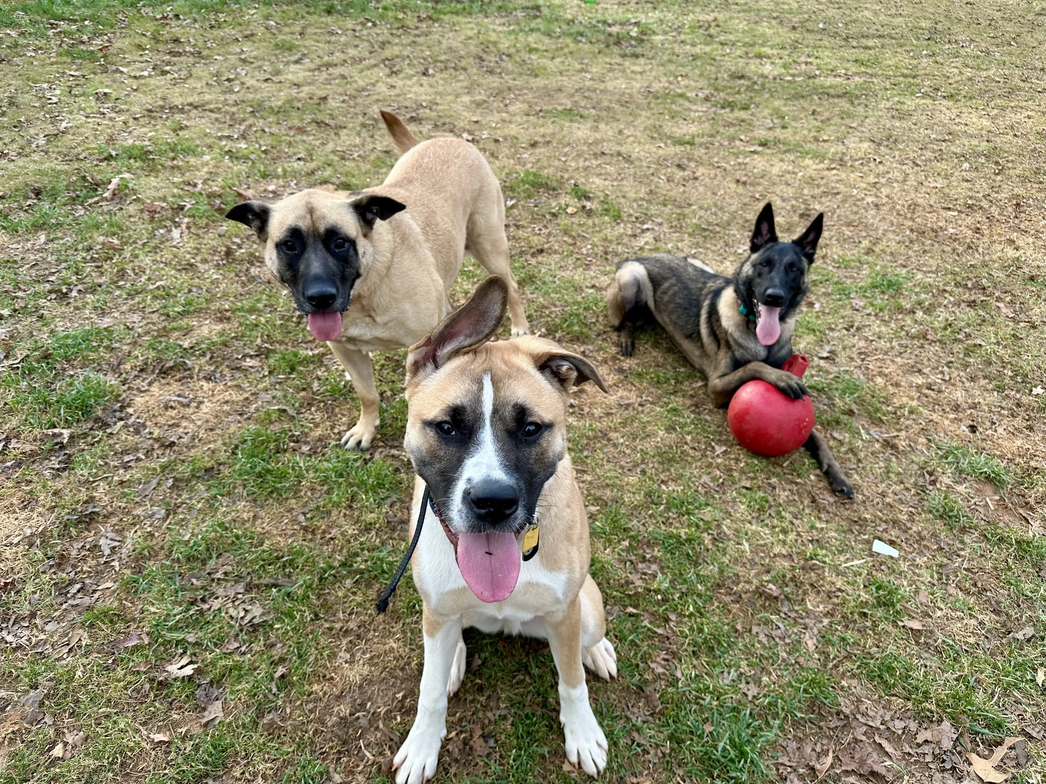 Doggie Daycare