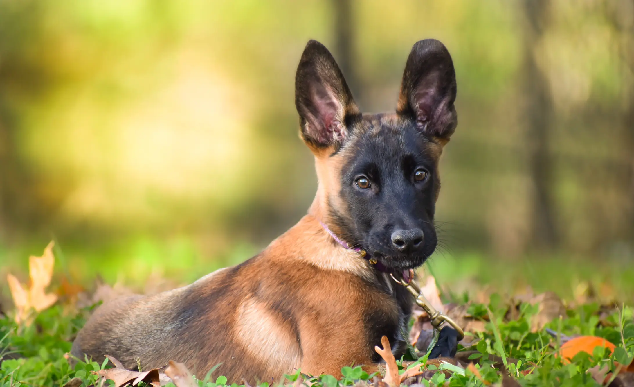 Puppy training